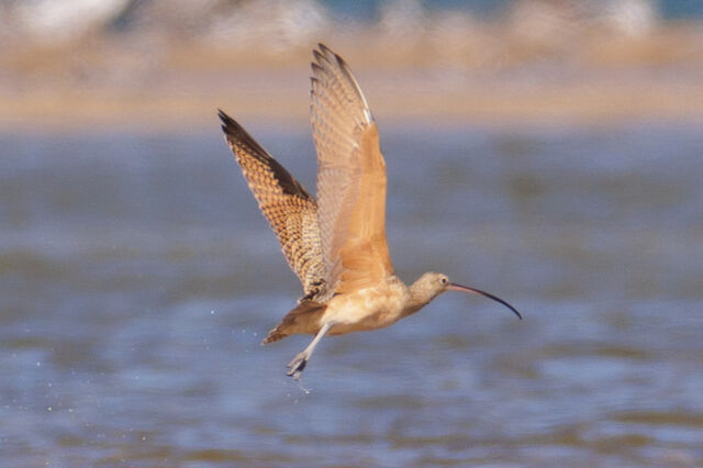 Long-billed Curlew