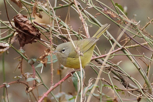 MacGillivray's Warbler