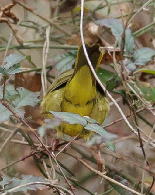 MacGillivray's Warbler