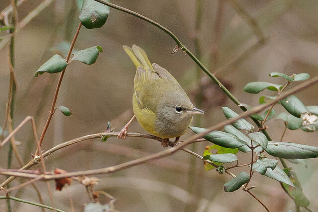 MacGillivray's Warbler