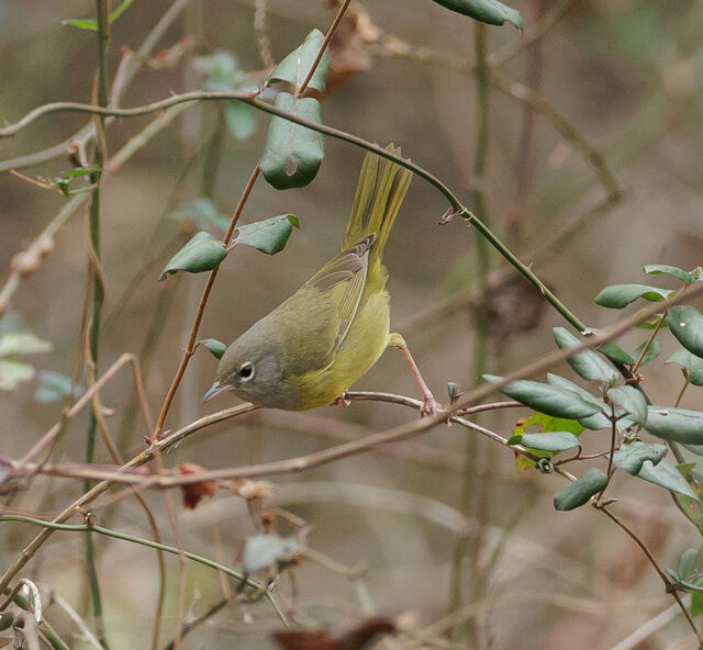 MacGillivray's Warbler