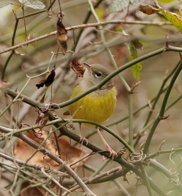 MacGillivray's Warbler
