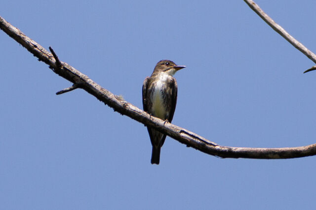 Olive-sided Flycatcher