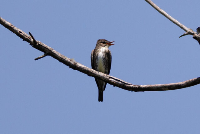 Olive-sided Flycatcher