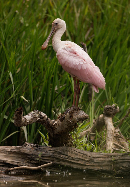 Roseate Spoonbill