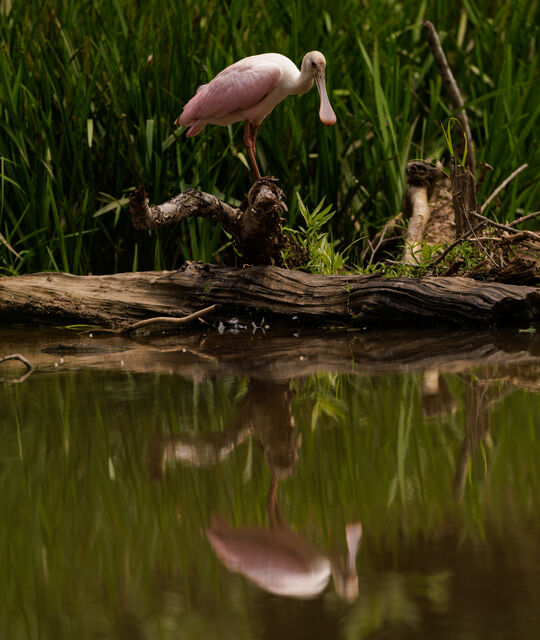 Roseate Spoonbill