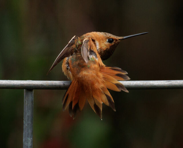 Rufous Hummingbird
