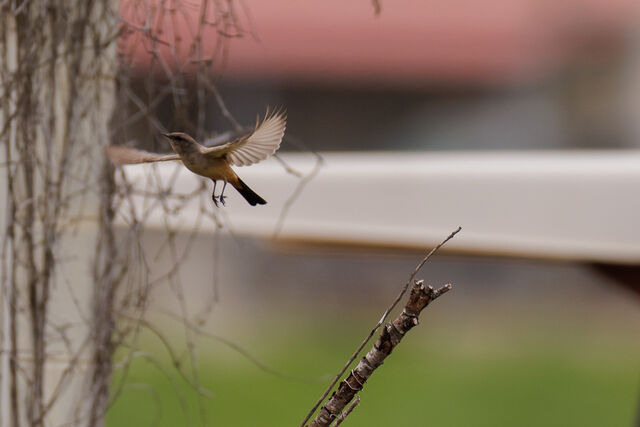 Say's Phoebe