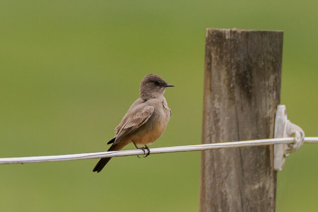 Say's Phoebe