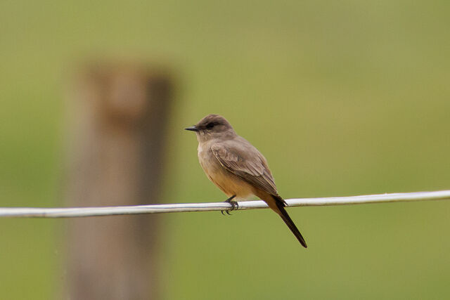 Say's Phoebe