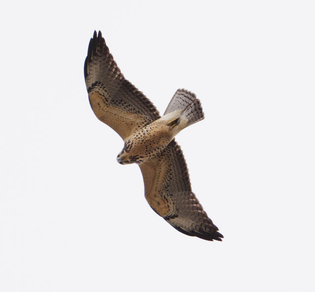 Swainson's Hawk