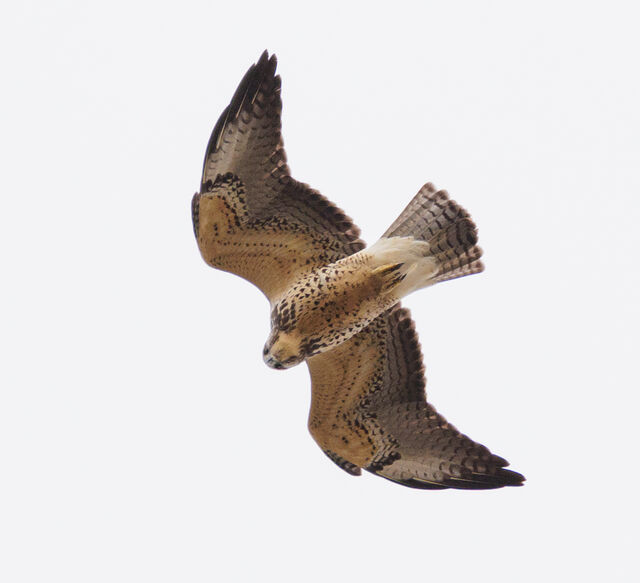 Swainson's Hawk