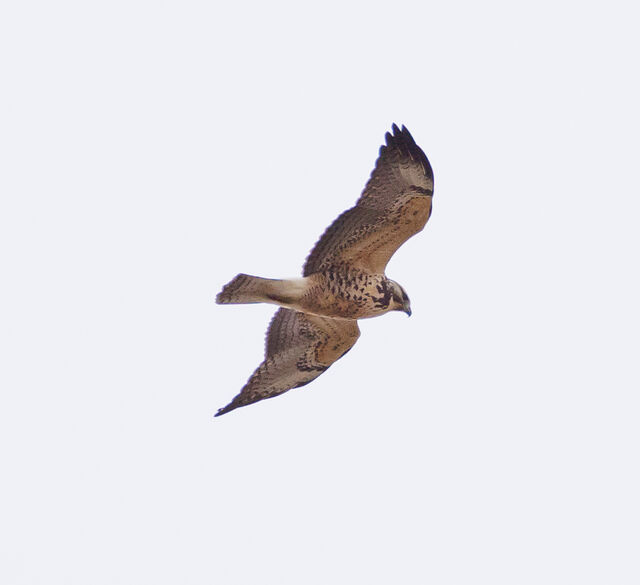 Swainson's Hawk