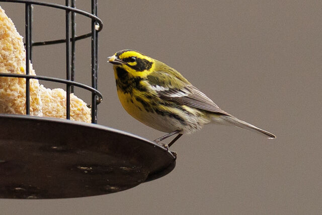Townsend's Warbler