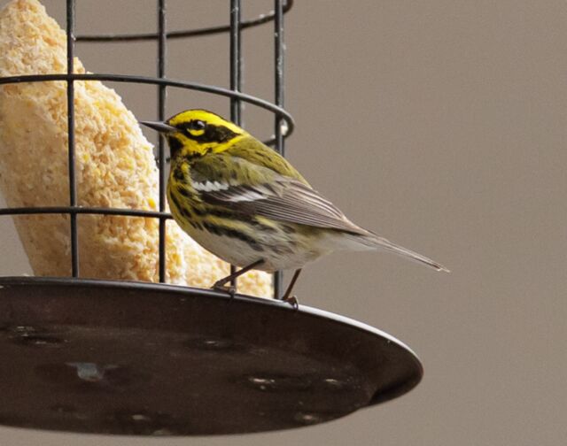 Townsend's Warbler