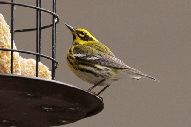 Townsend's Warbler