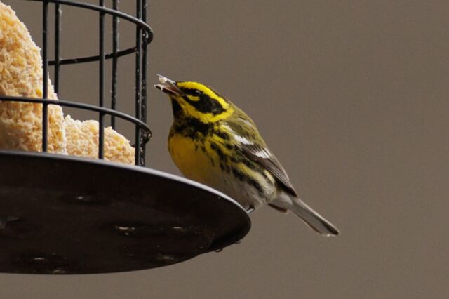Townsend's Warbler
