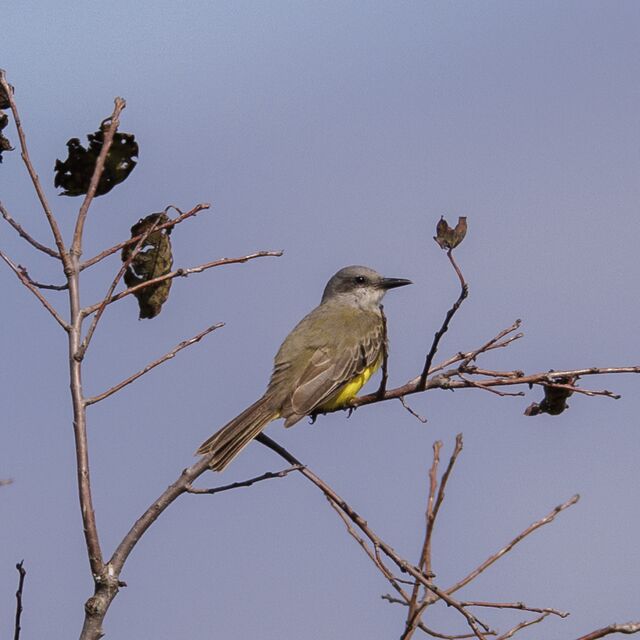 Tropical Kingbird