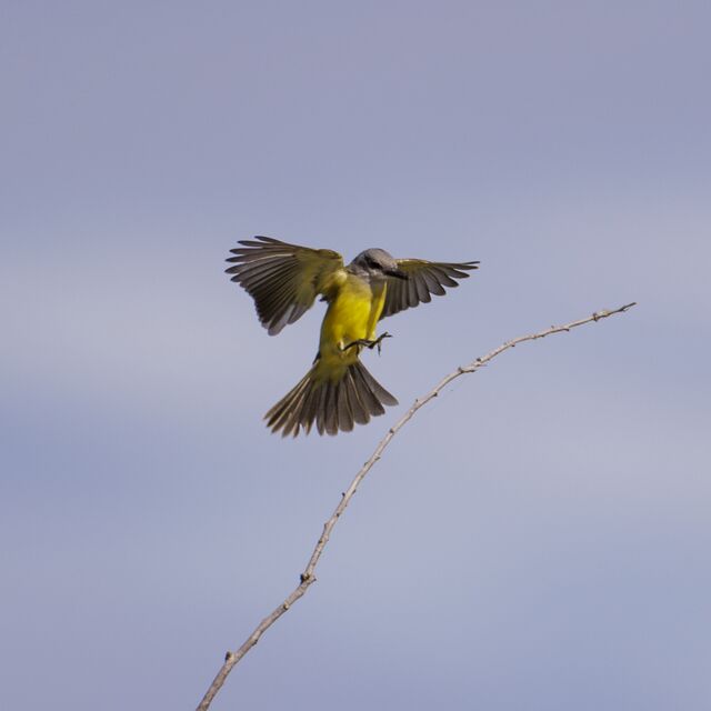 Tropical Kingbird