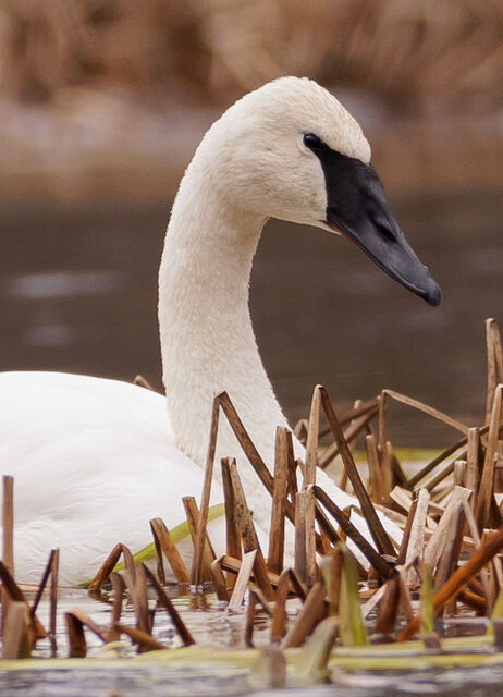 Trumpeter Swan