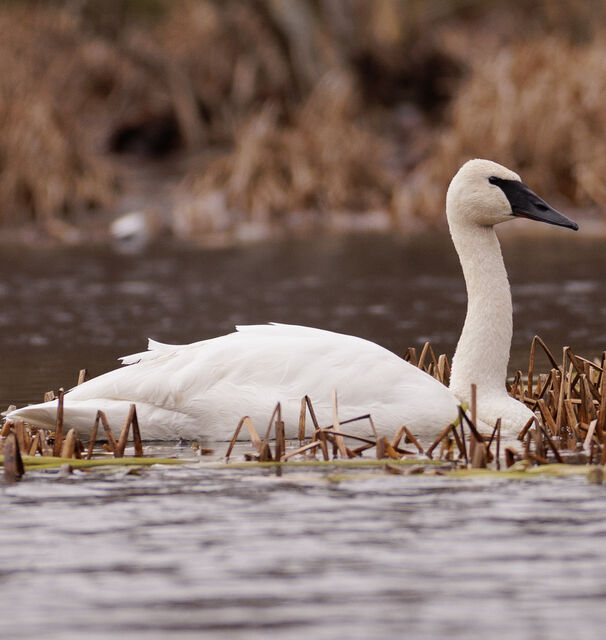 Trumpeter Swan