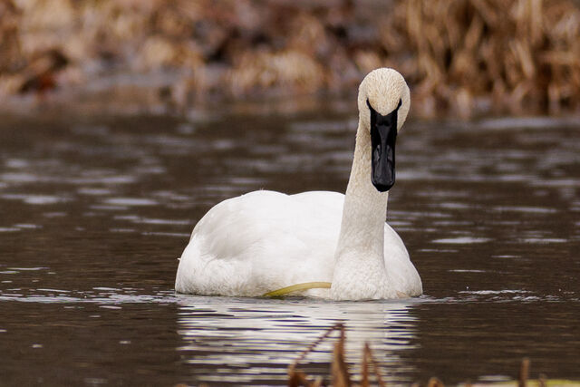 Trumpeter Swan