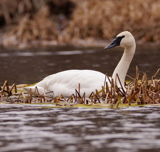 Trumpeter Swan