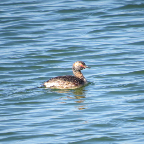 Horned Grebe