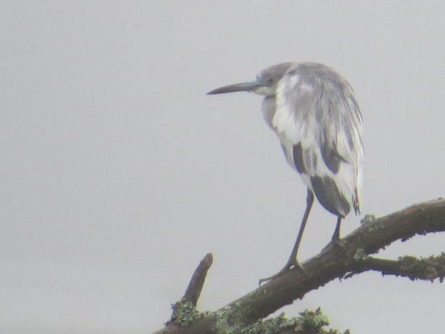 Little Blue Heron