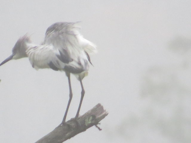Little Blue Heron