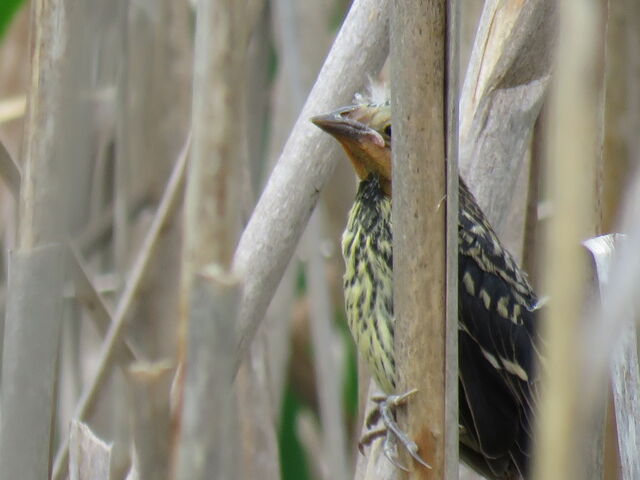 Red-winged Blackbird