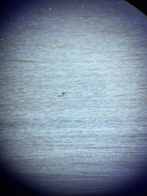 Western Grebe