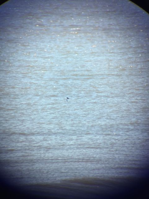 Western Grebe
