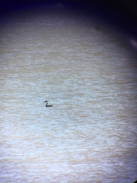 Western Grebe