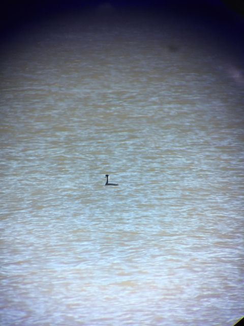 Western Grebe