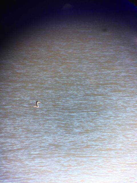 Western Grebe