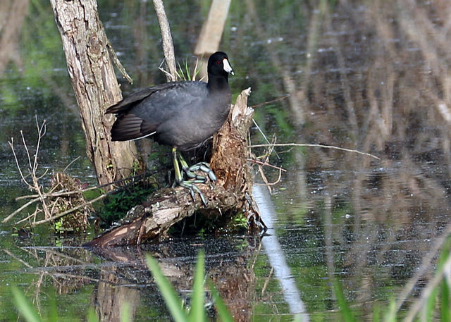 American Coot