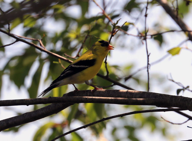 American Goldfinch