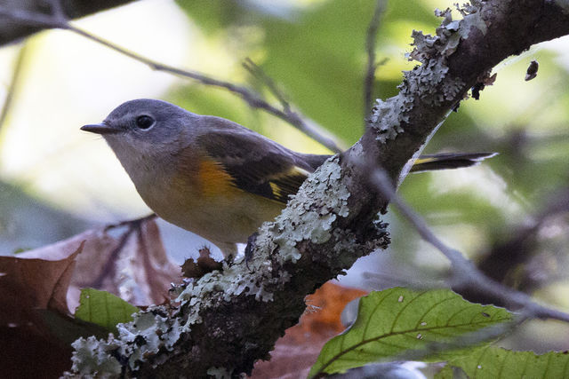 American Redstart