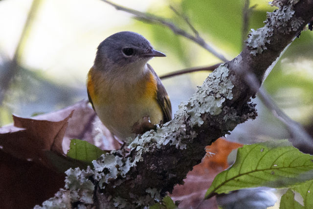 American Redstart