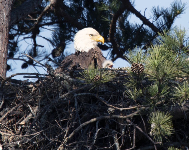 Bald Eagle