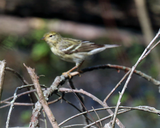 Blackpoll Warbler