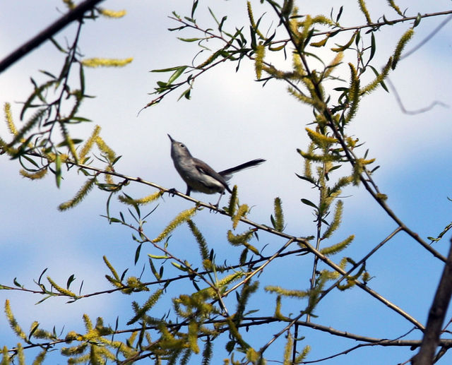 Blue-gray Gnatcatcher