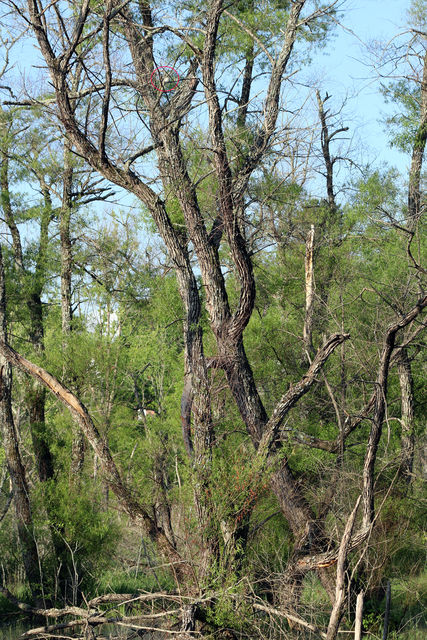 Blue-gray Gnatcatcher