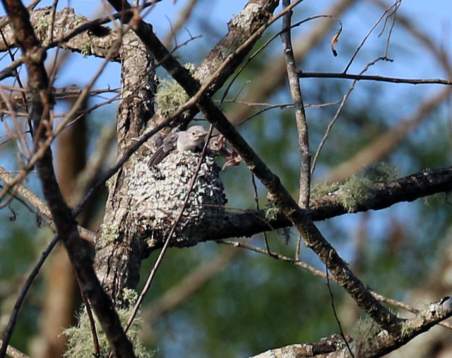 Blue-gray Gnatcatcher