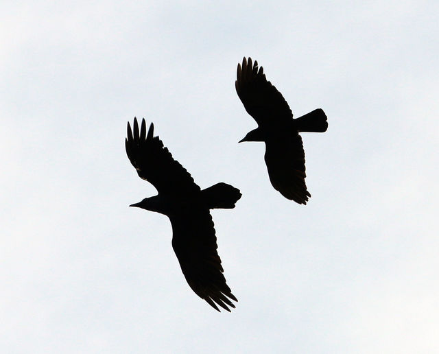 Common Raven