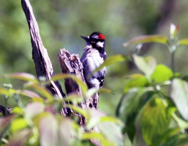 Downy Woodpecker