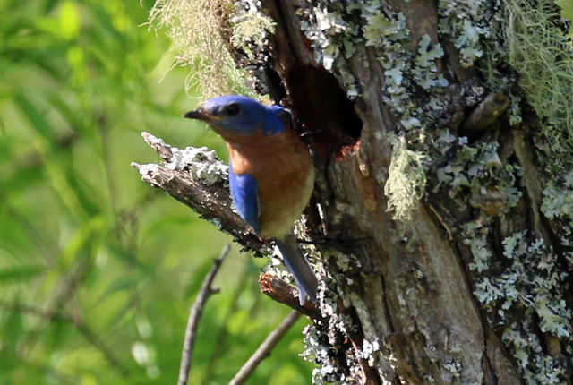 Eastern Bluebird