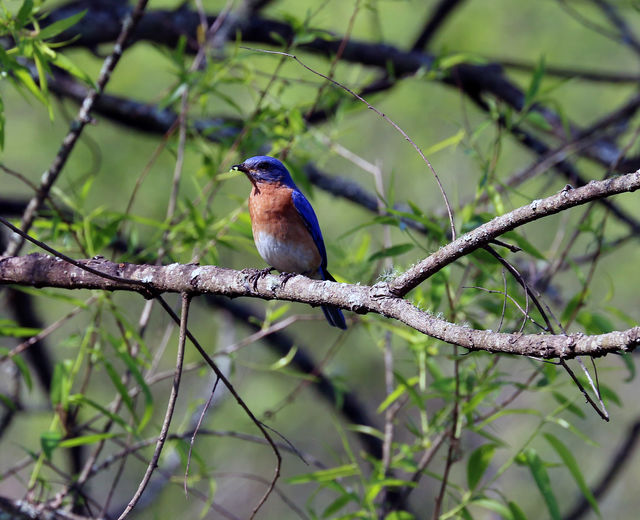 Eastern Bluebird