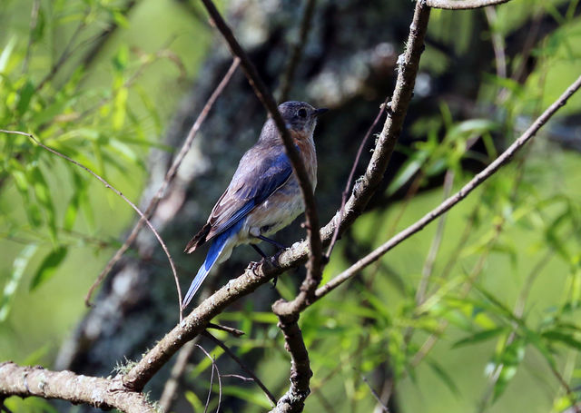 Eastern Bluebird